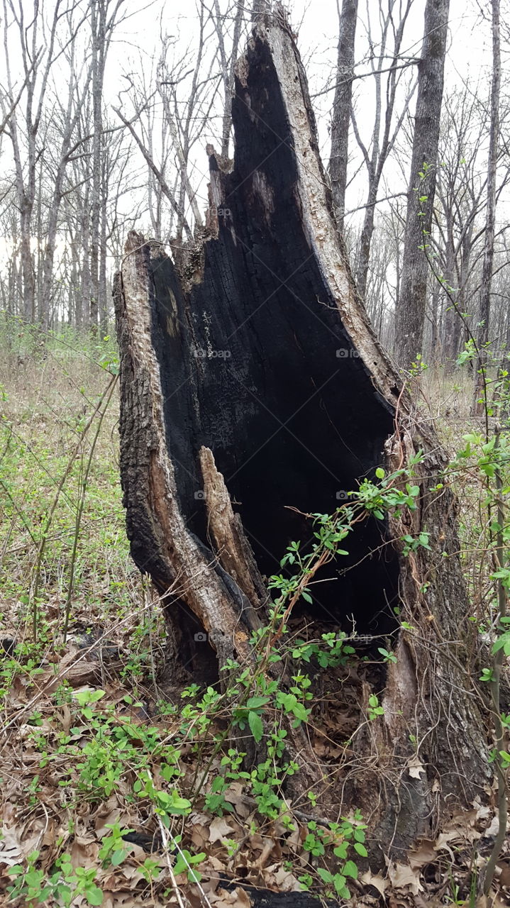 lightening caught a tree on fire