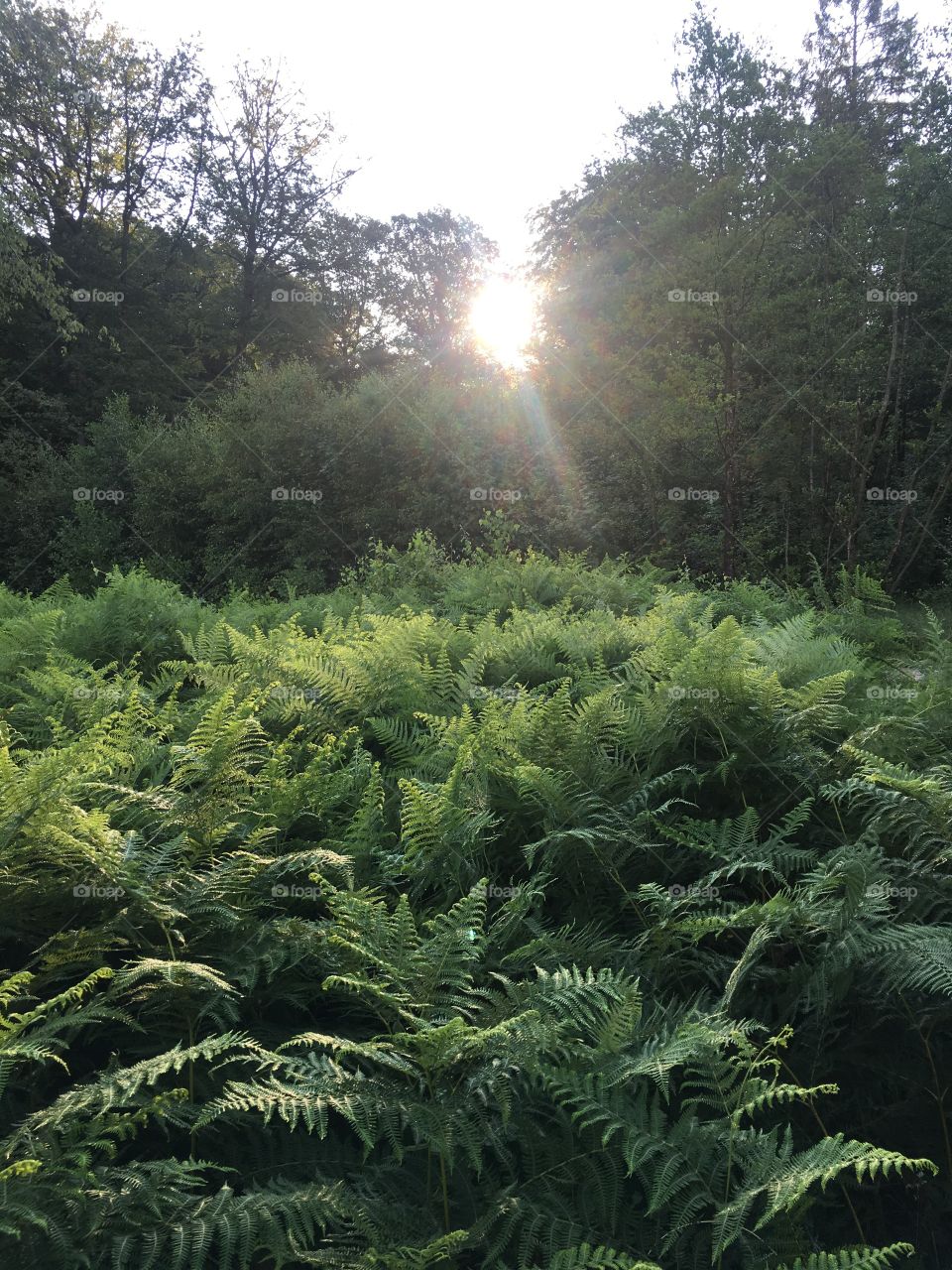 Daybreak in a German Forest 