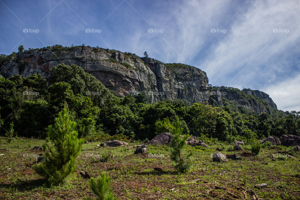 mountain side with pine trees