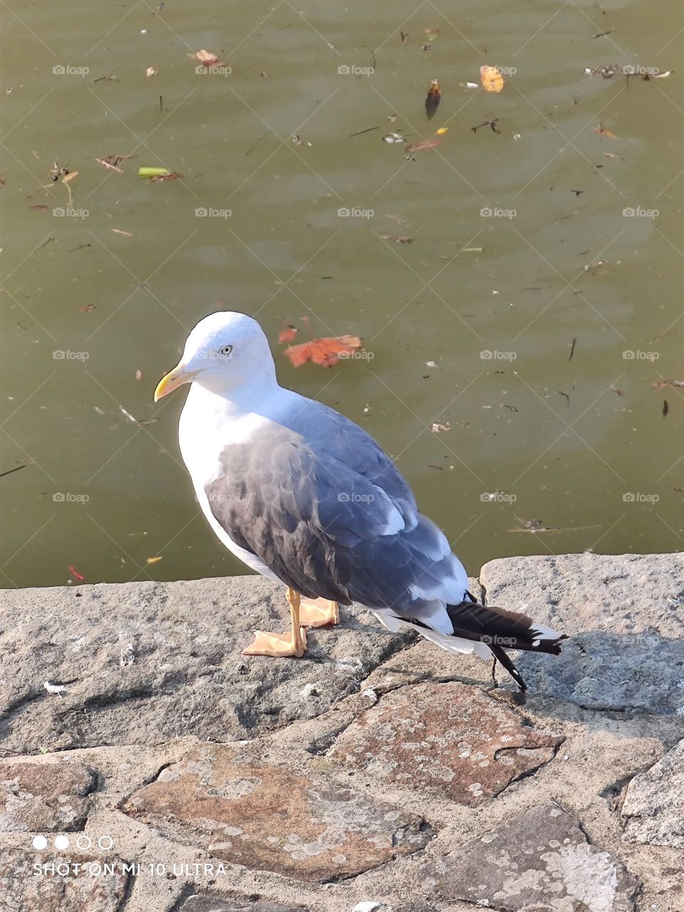 Paloma descansa a la orilla del río
