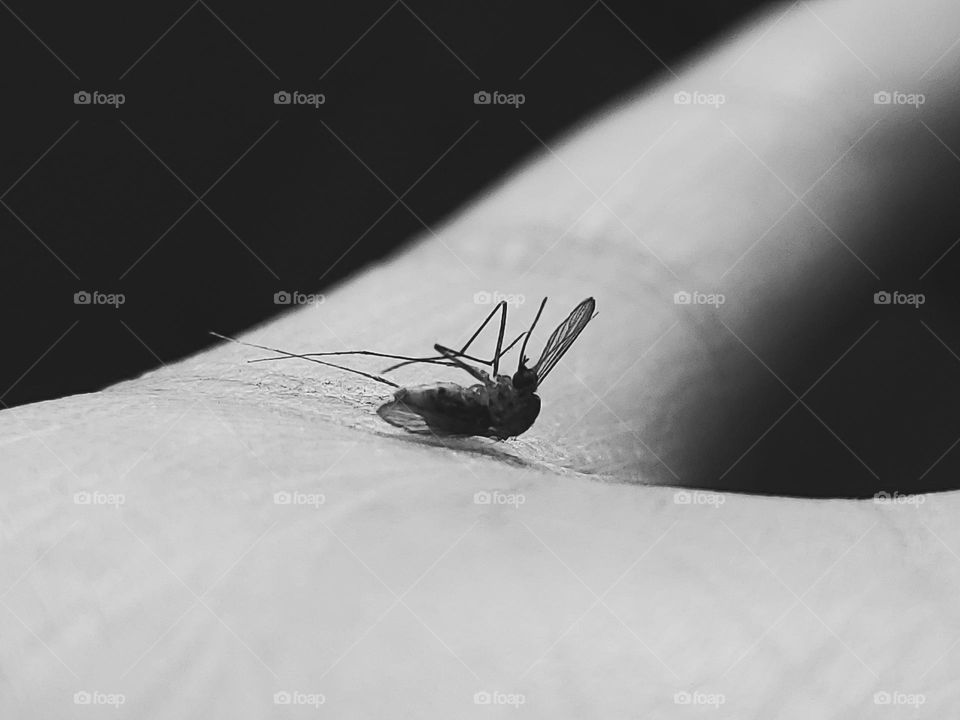 Closeup of a mosquito on a hand in black and white.