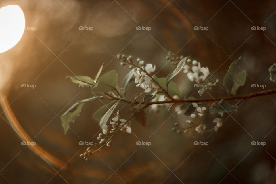 Blossom branch of a bird-cherry tree at sunset