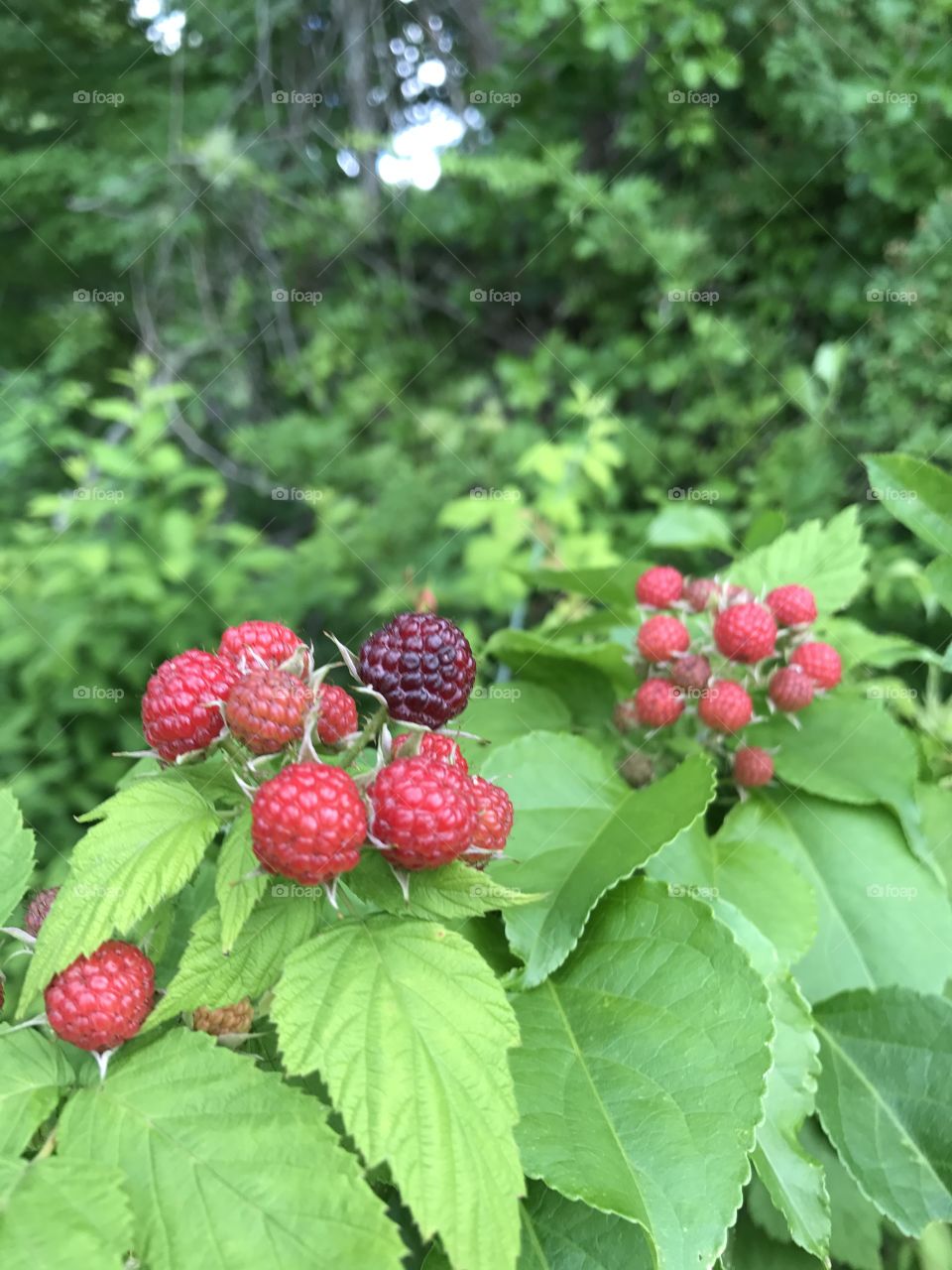 Berries in the wild