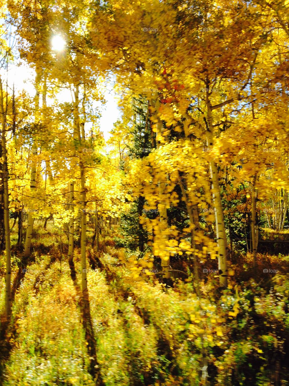 Aspen trees. Aspen trees in the fall