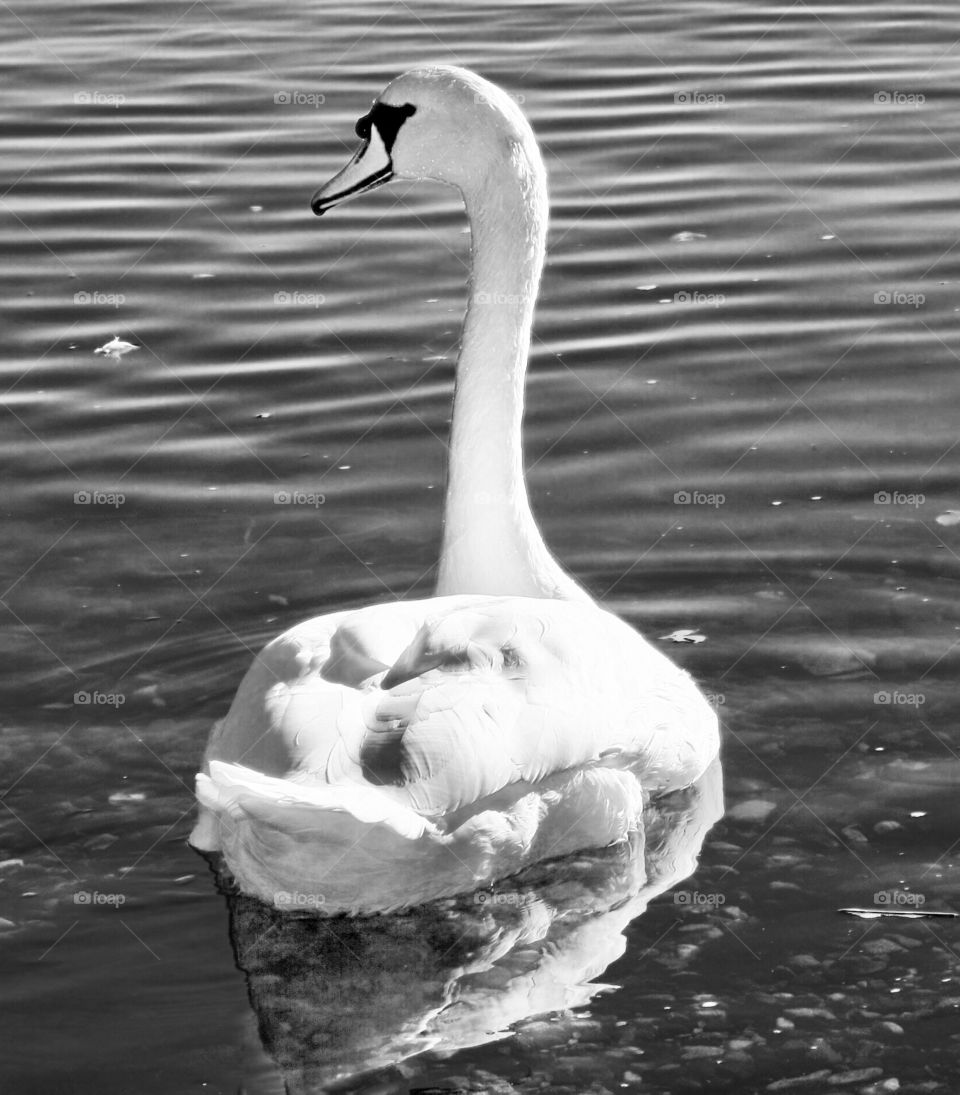 Black and white swan looking majestic on ocean 