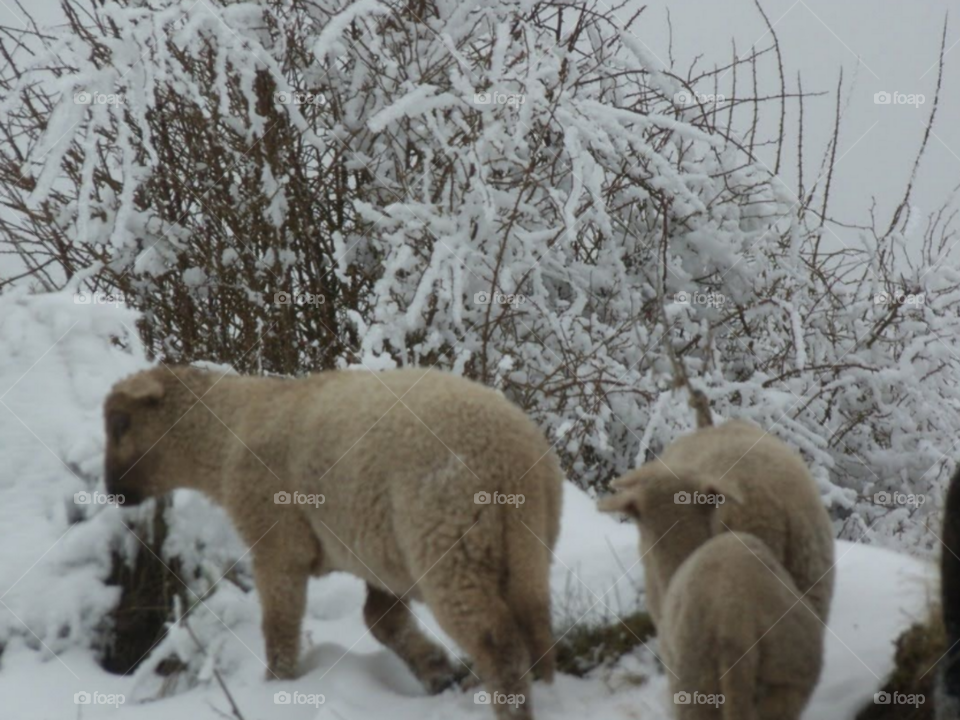 las ovejas circulan en la nieve