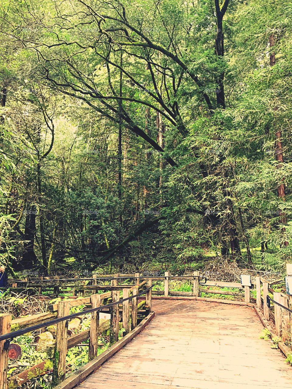 Muir Woods National Park San Francisco California 