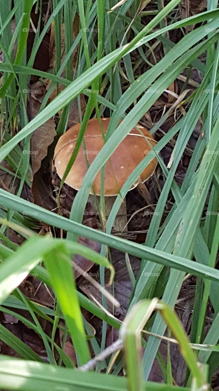 mushroom green surprise nature