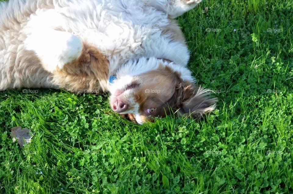 upside down Ginger