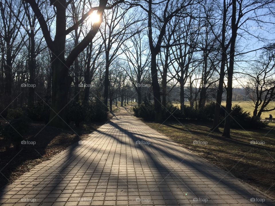 Road, Tree, Guidance, Wood, No Person