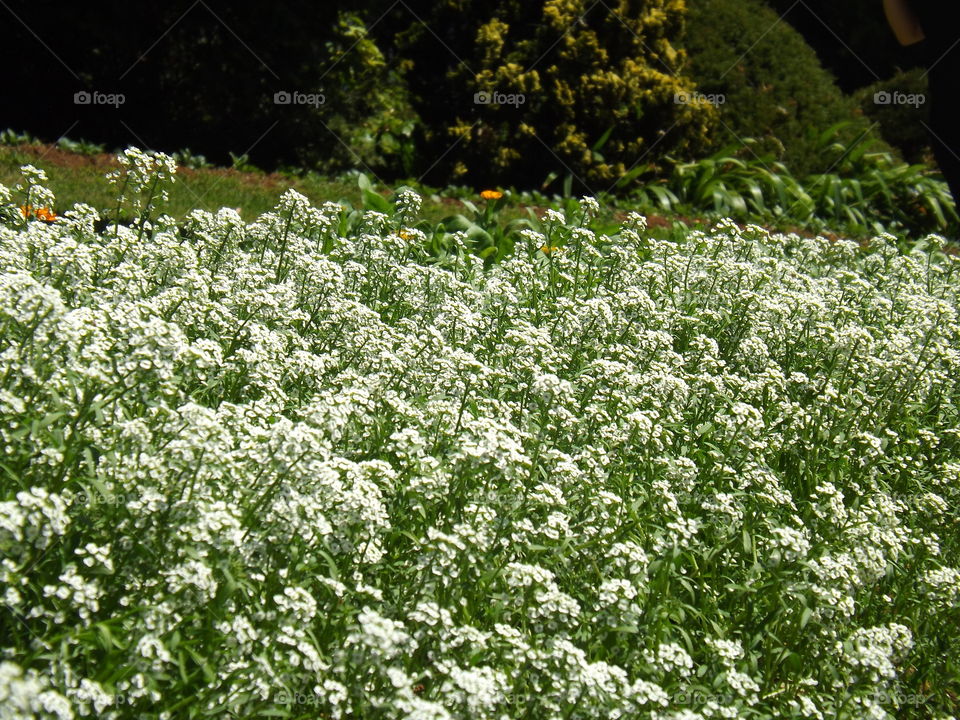 Flowers