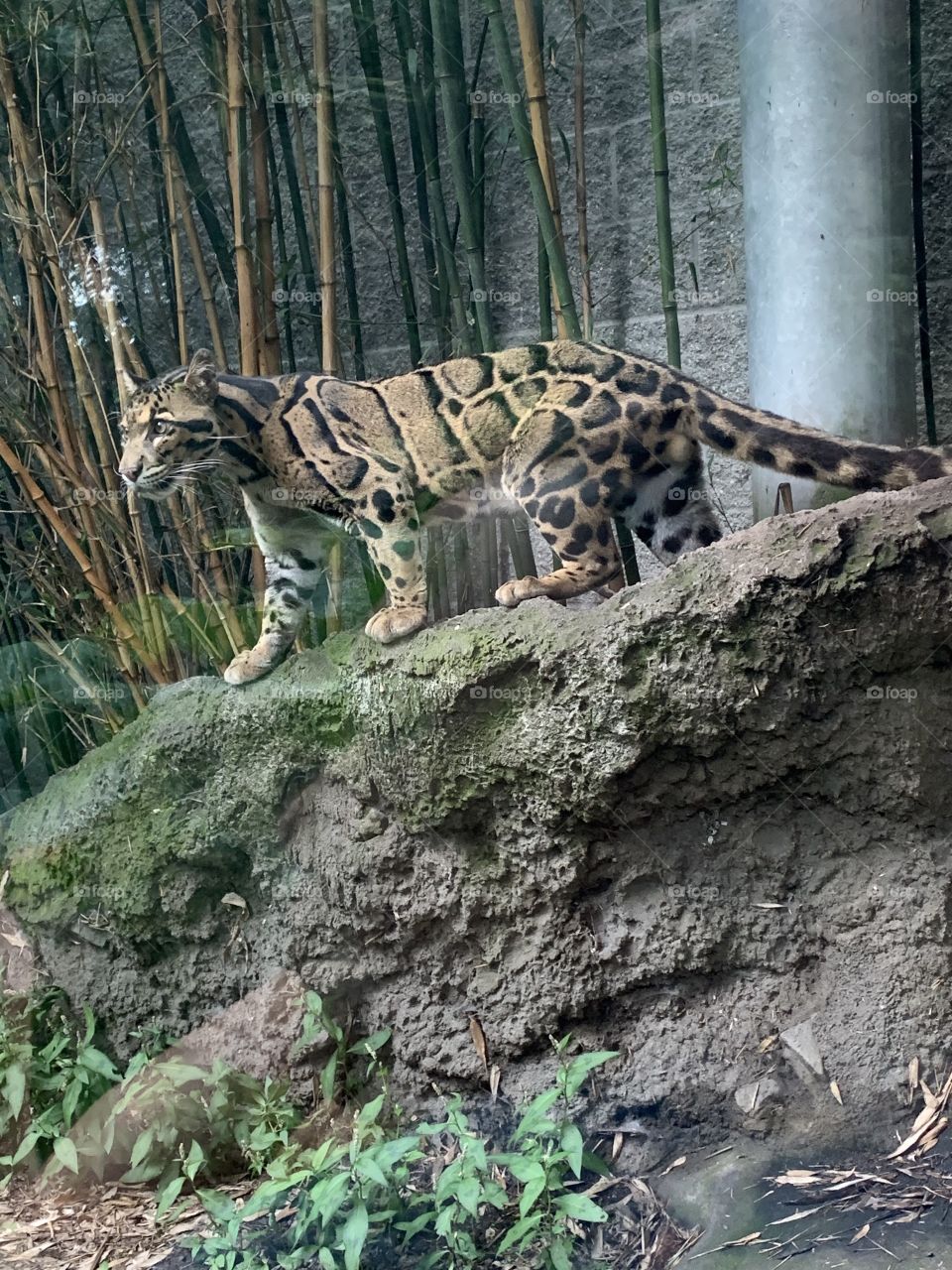 Clouded leopard from zoo. 