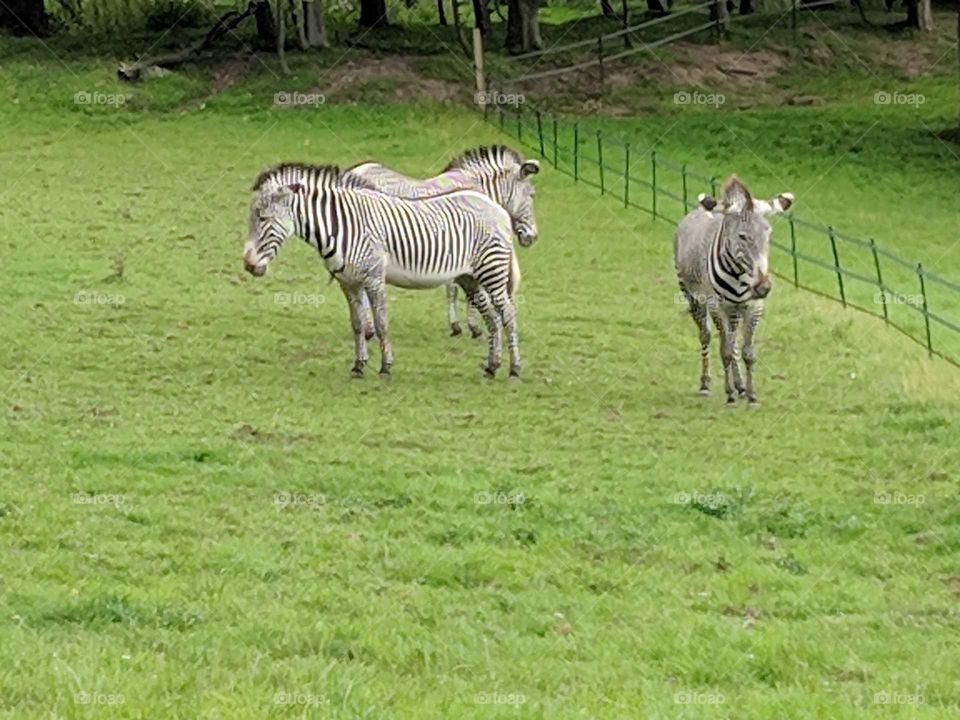 Zebras @ Edinburgh Zoo