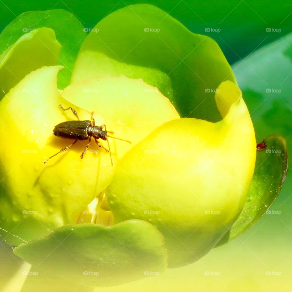 Bug on a Lily