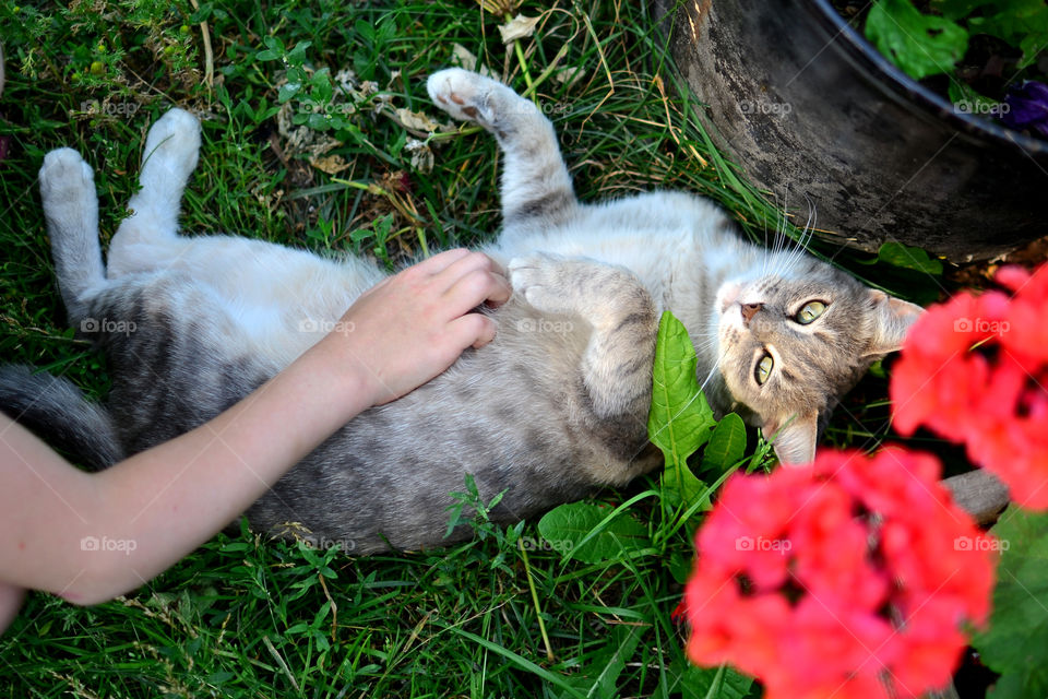 High angle view of cat