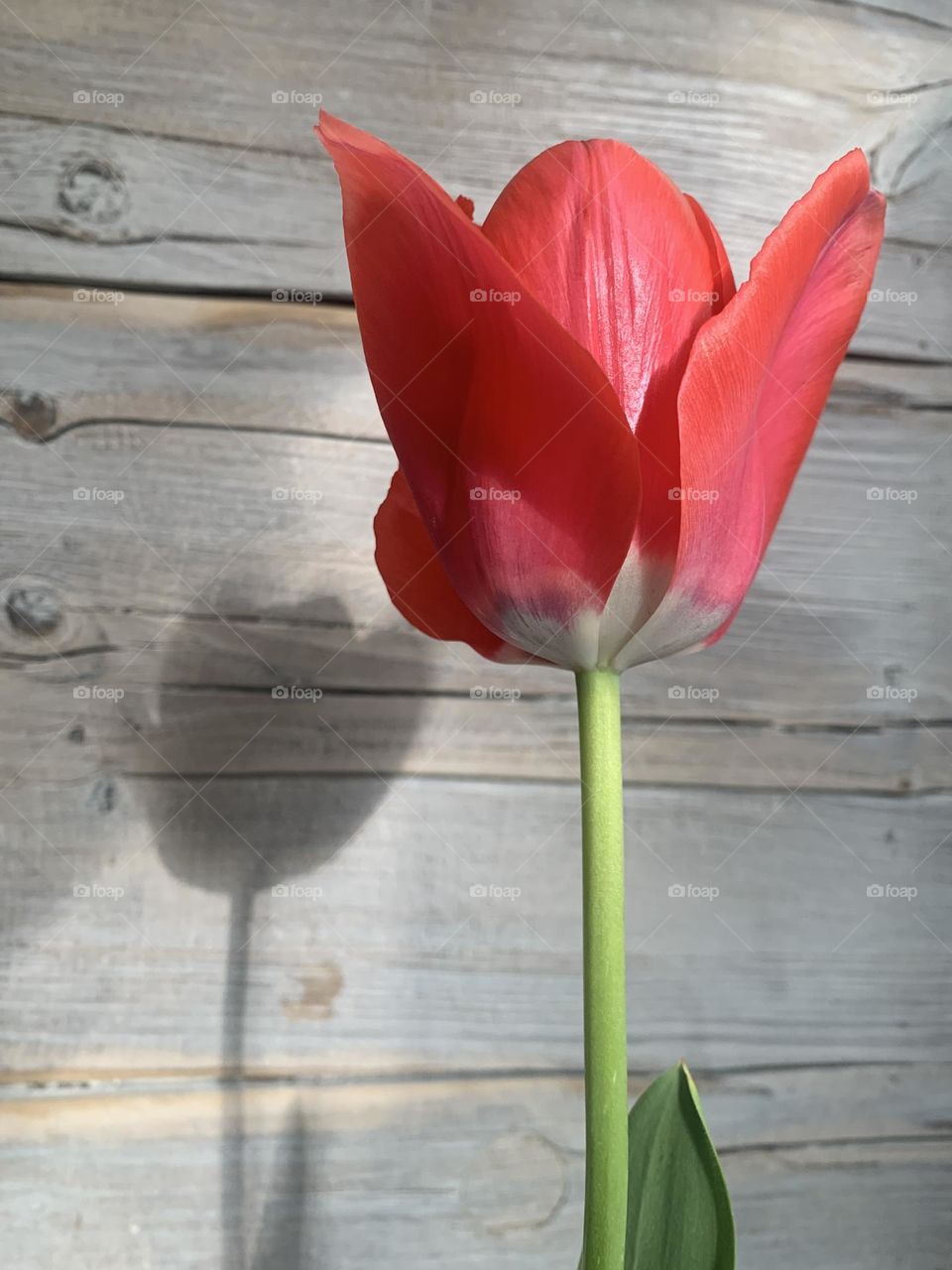 a red tulip hit by direct light draws sharp shadows on the wooden background