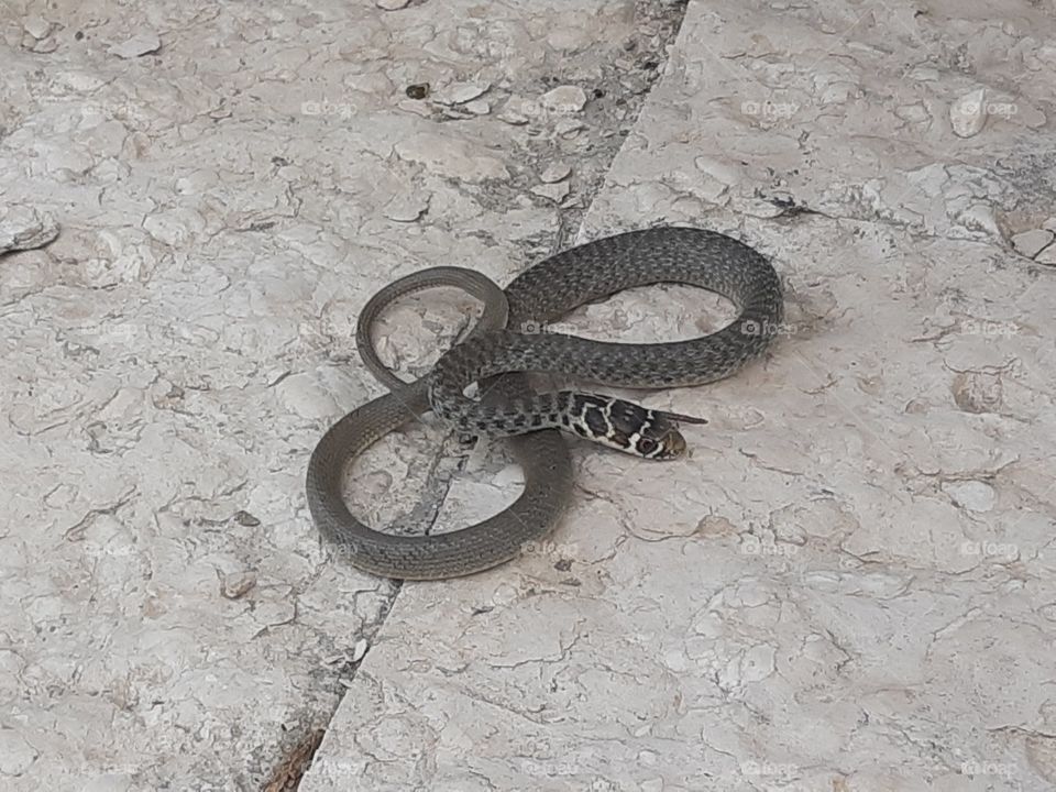 a little dark grey snake in my garden