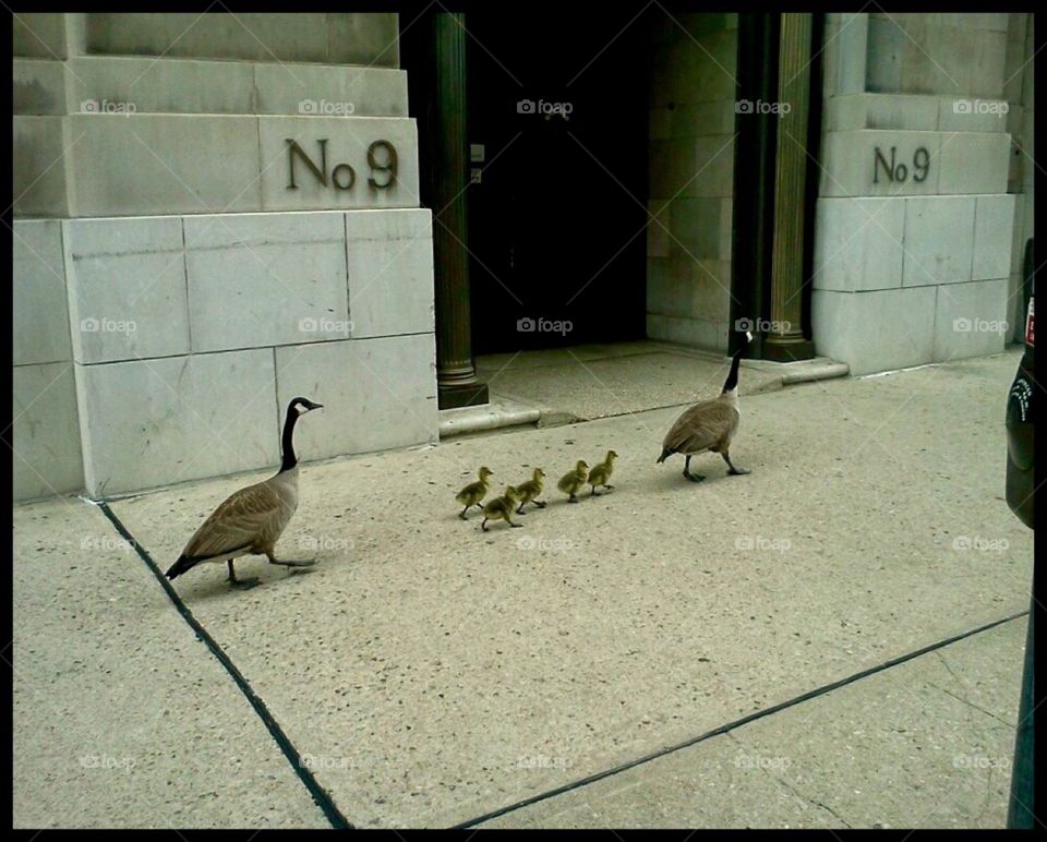 Mother goose goes uptown with chicks. 