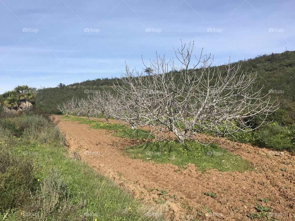 Fig trees on a little field 