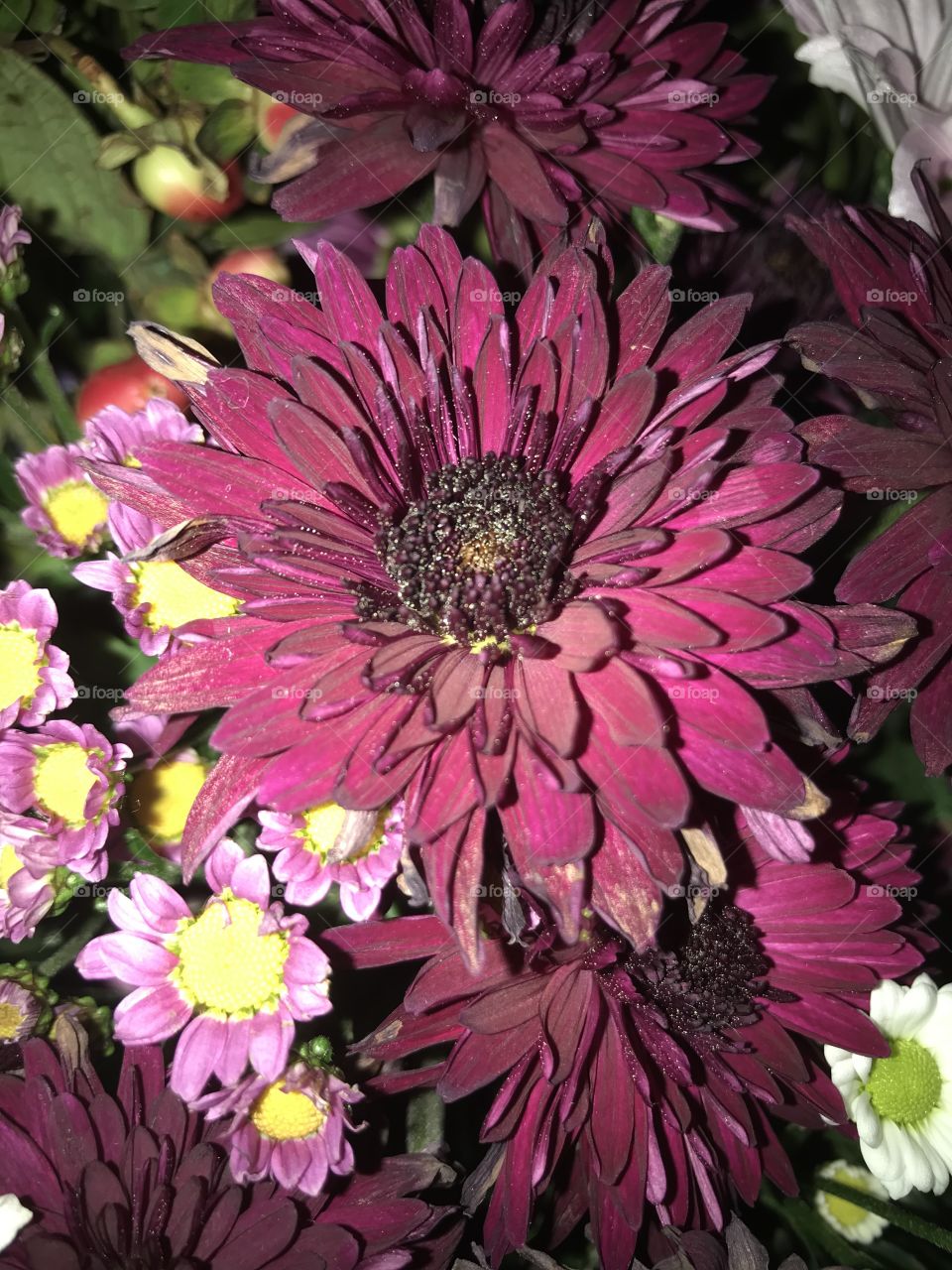 FLOWERS, PRETTY, MY GARDEN 