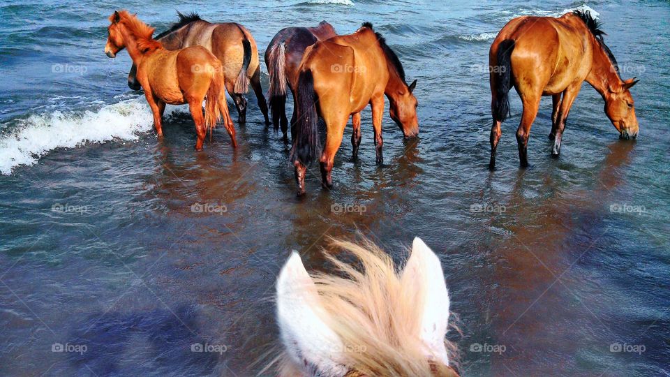 Horses on the lake - Lago Nicaragua