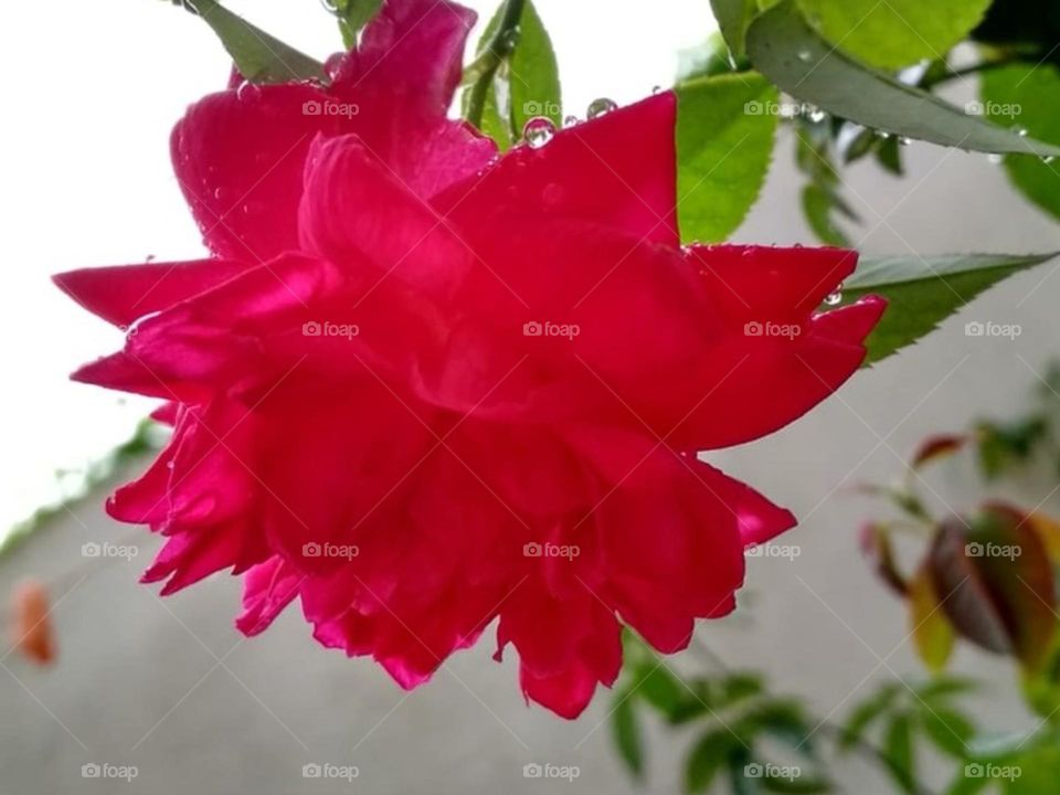Red roses flower  with raindrops