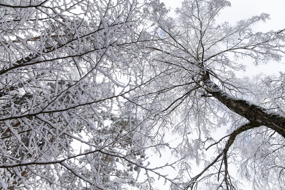 Top of the trees covered with snow