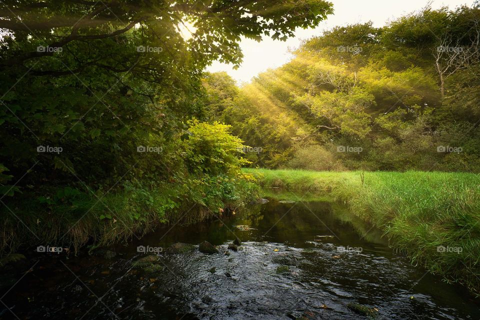 Enchanted lens, magic forest