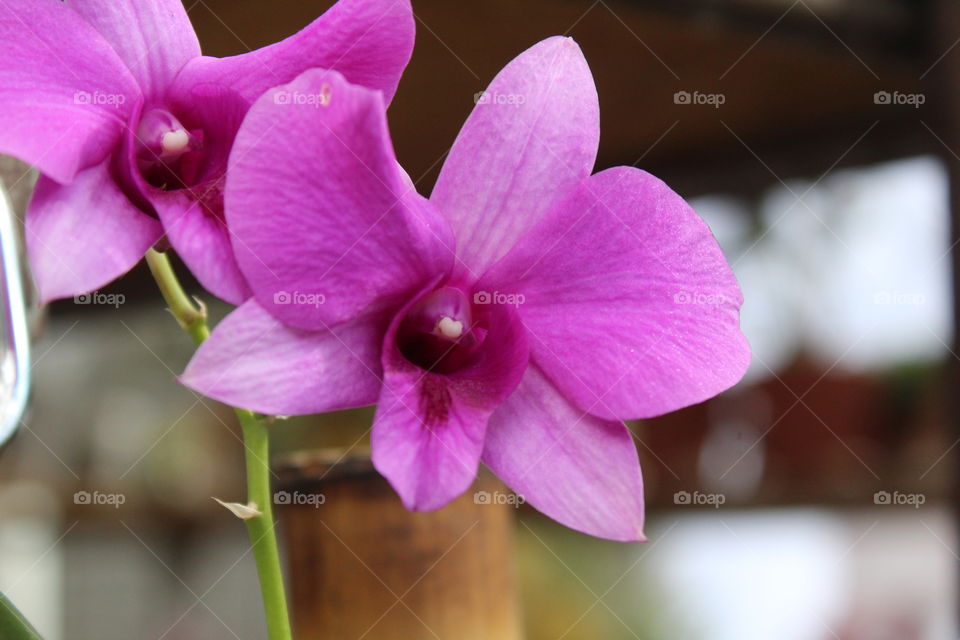 Orquídeas belas ❤😍
