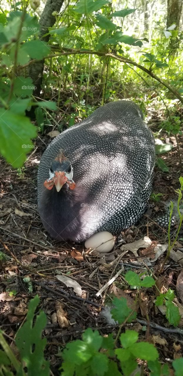 This is Speedy, my best guinea hen. Guinea fowl are a bit like chickens, but more wild, and they're great for pest control.
