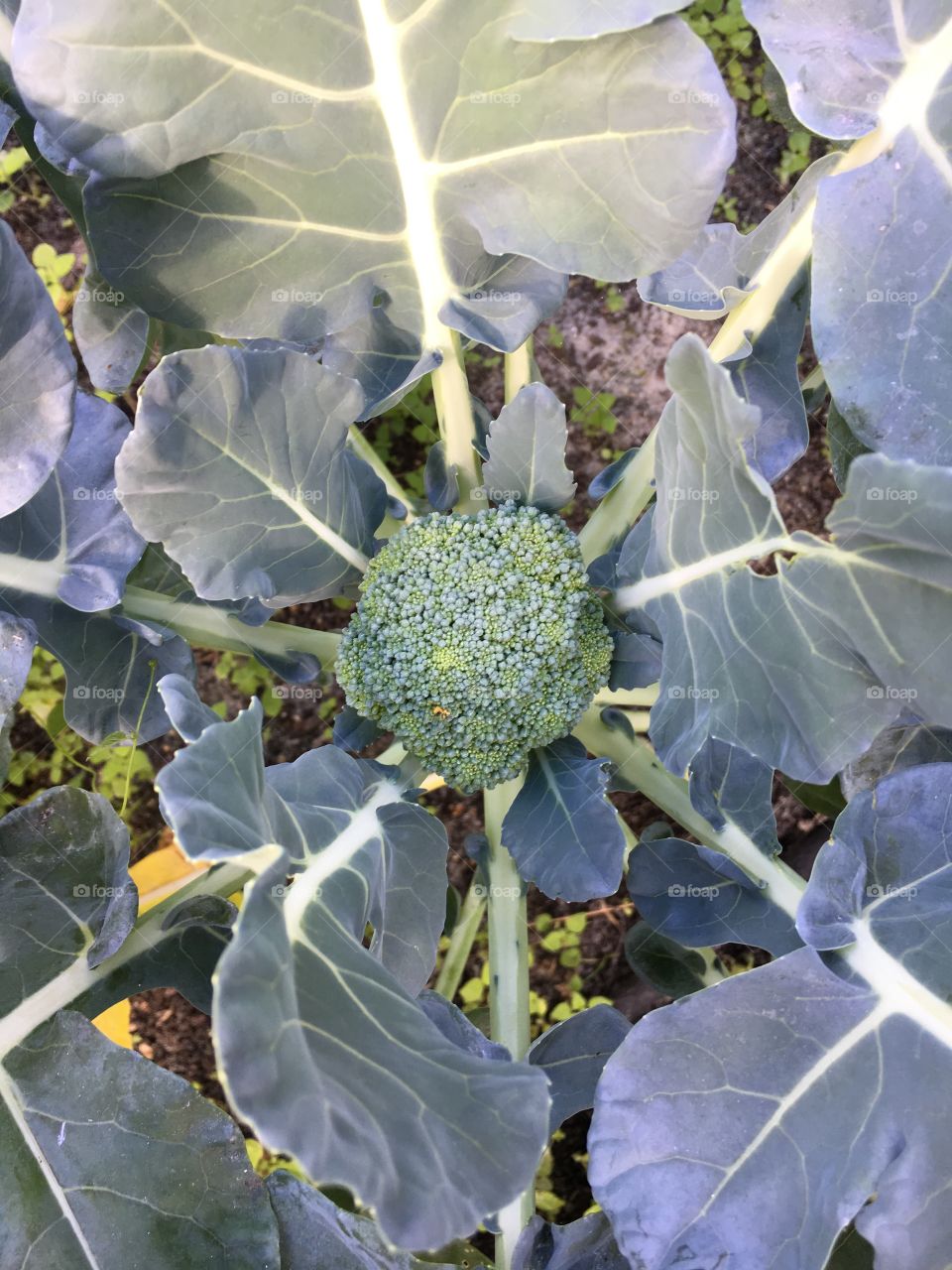 Growing Broccoli 