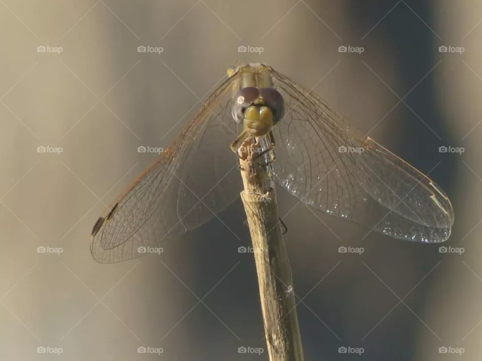 Dragonfly