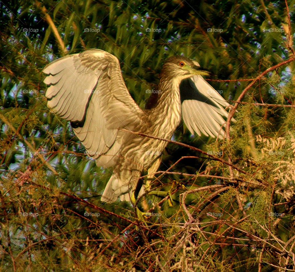 Black-crowned Night Heron in Tree