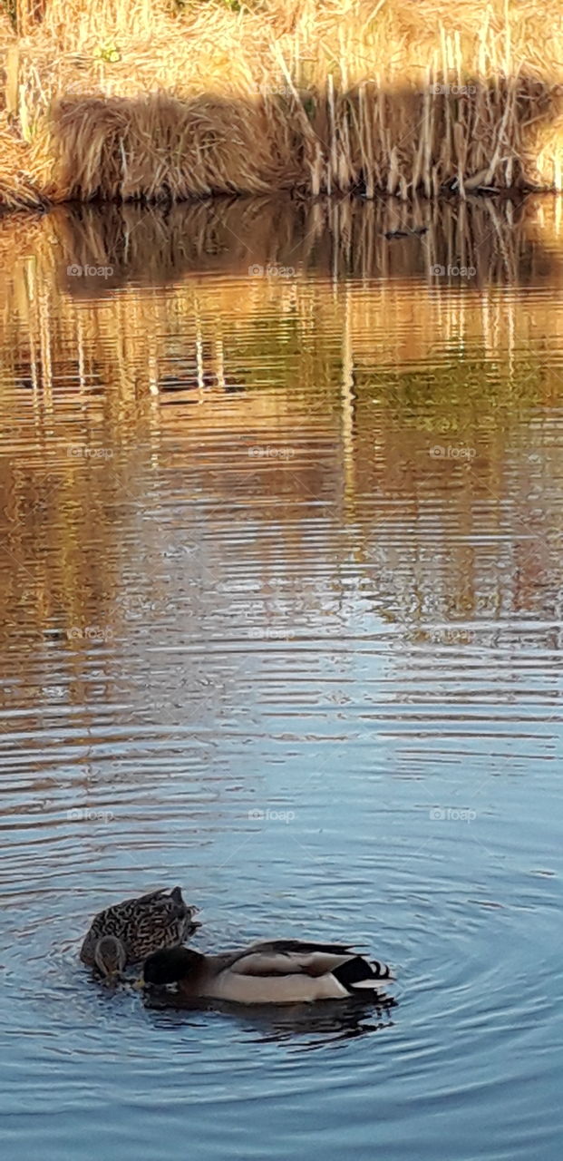 Reflets d'arbres dans l'eau