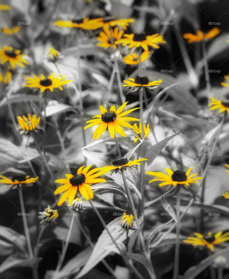 In my garden Rudbeckia 