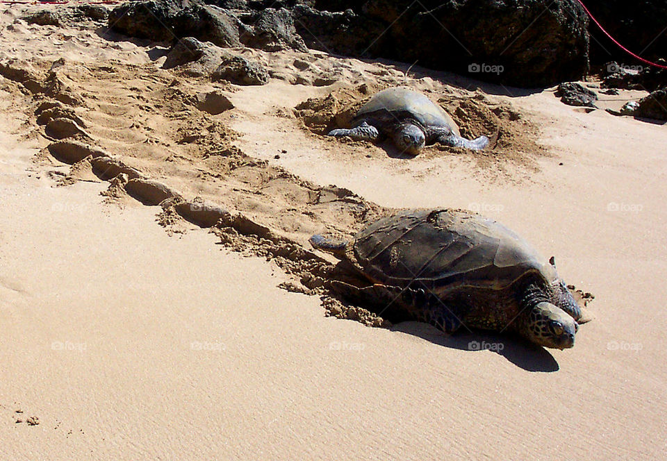 Two honu -- Hawaiian for sea turtle