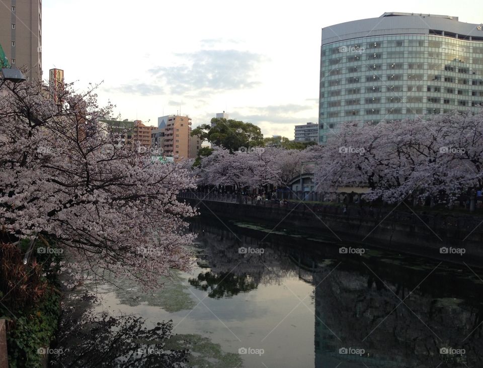 Cherry blossoms, river side