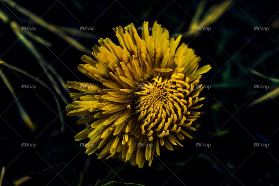 dandelion in full bloom