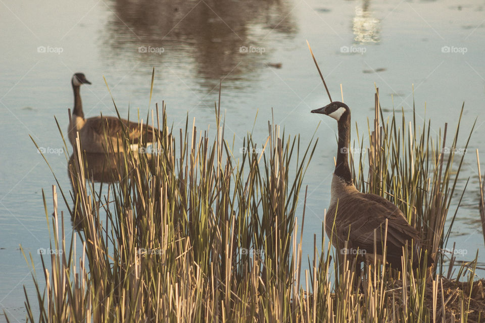 Geese by pond