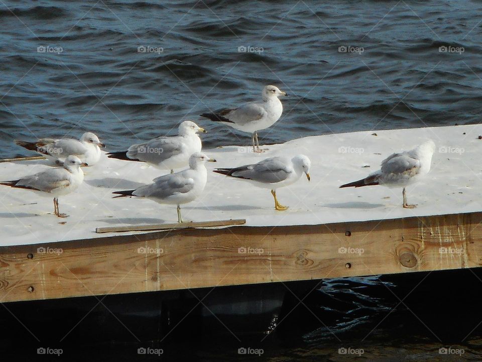 A flock of birds stands on a dock in the lake at Cranes Roost Park in Altamonte Springs, Florida..