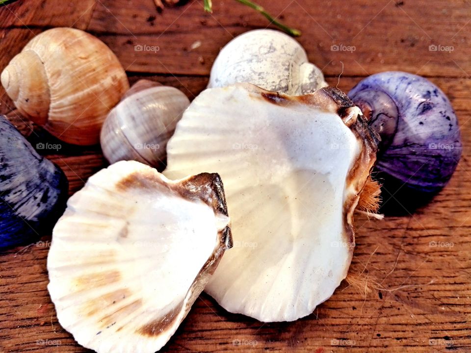 shells