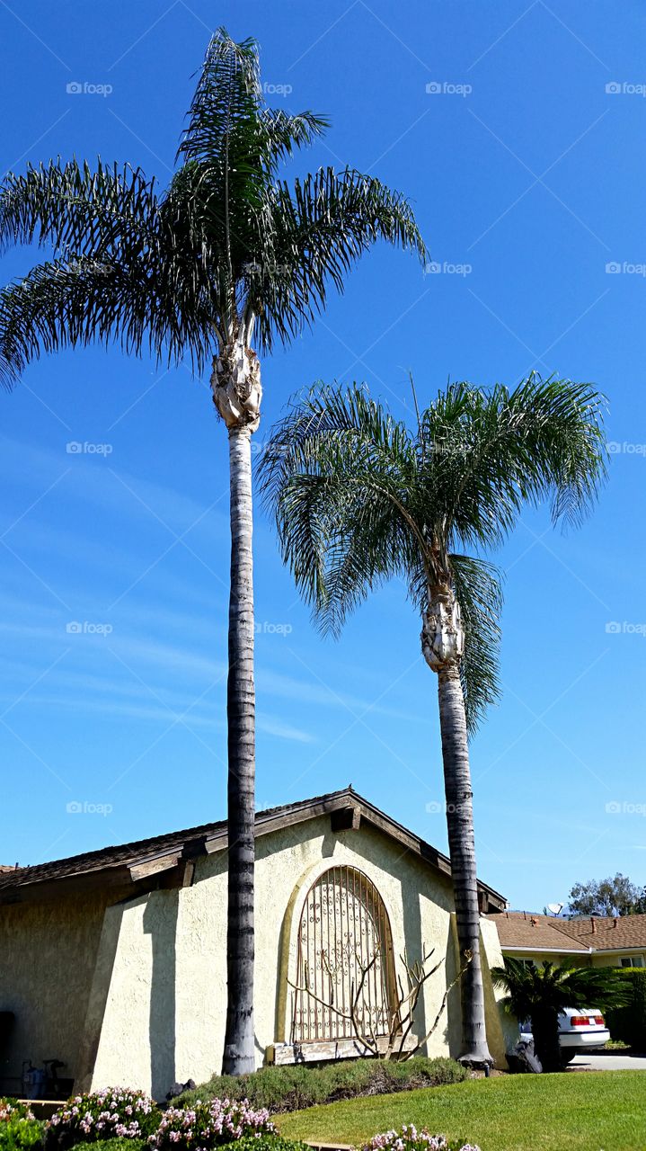 California Palms Trees. Calif. palms framing Spanish style arch