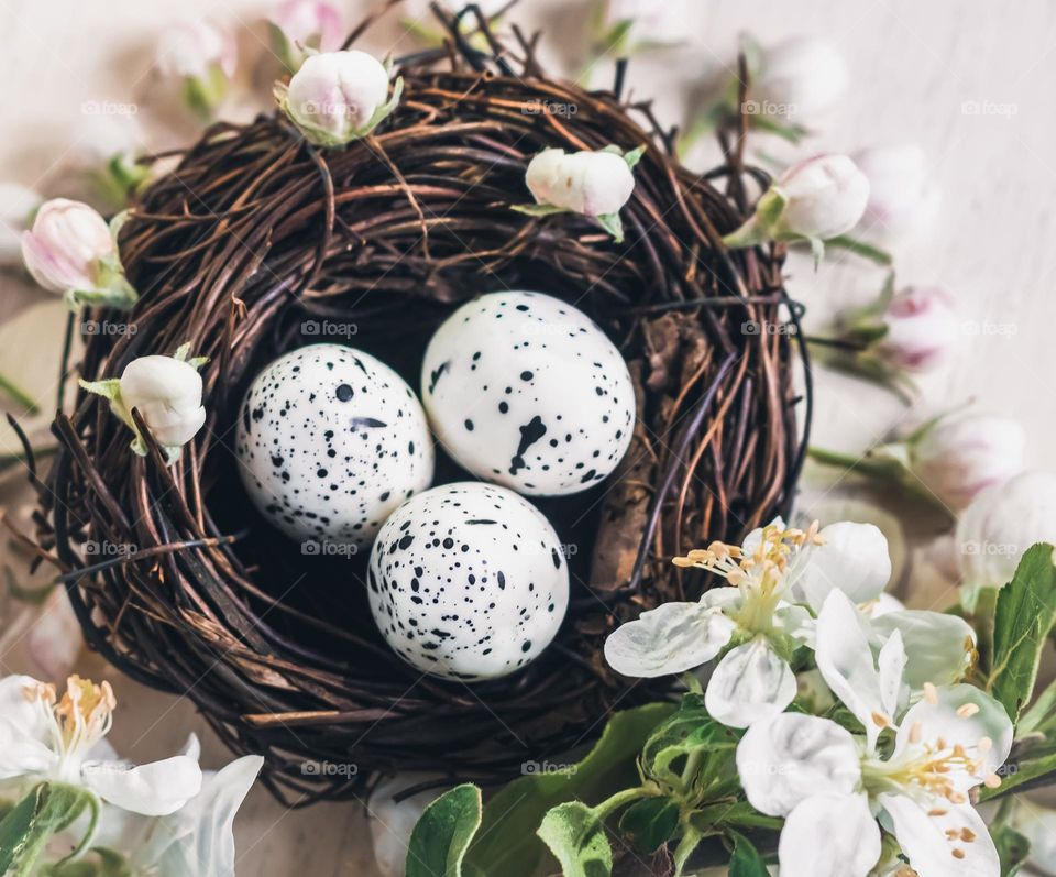 Bird’s nest with 3 speckled eggs surrounded by apple blossom 