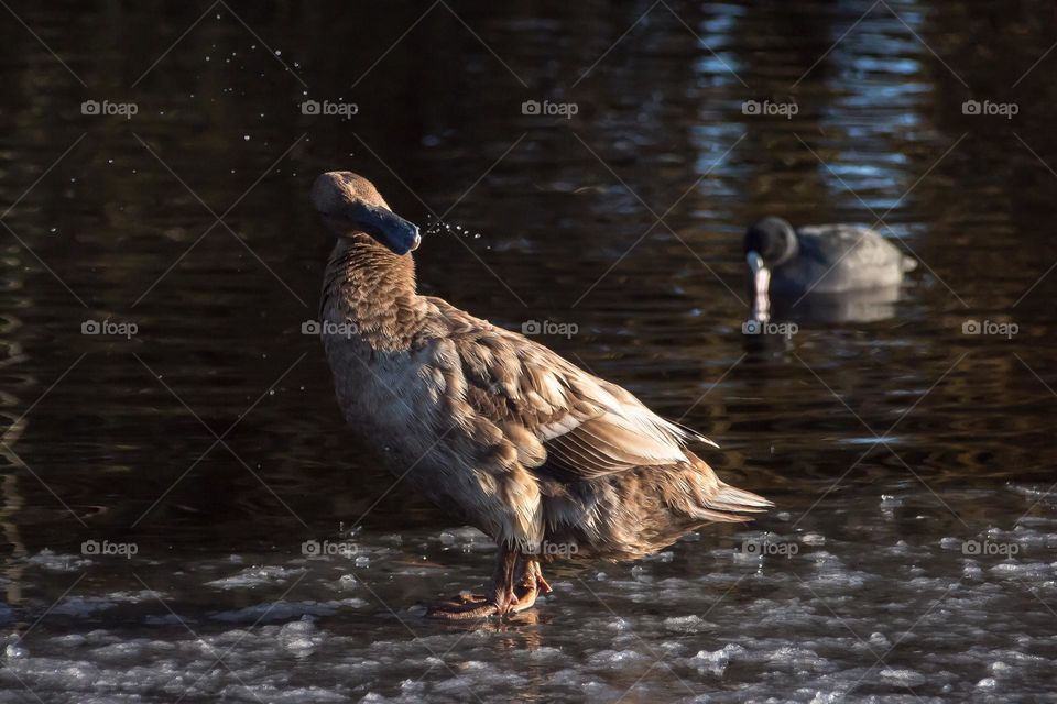 Duck on ice
