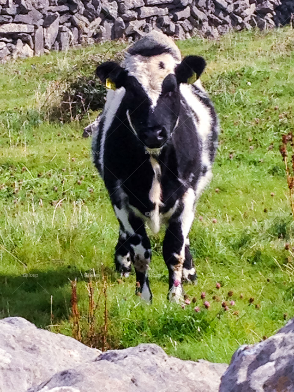 Irish Cow