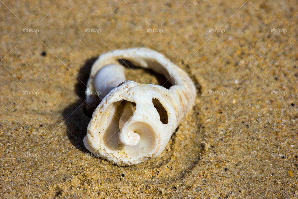 Australia - Mallacoota, sea shell up close