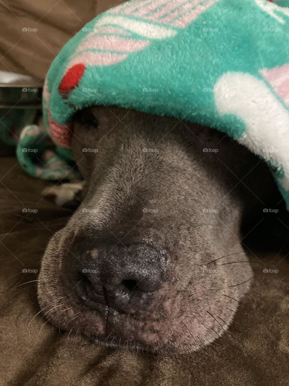 Beautiful dog in a blanket 
