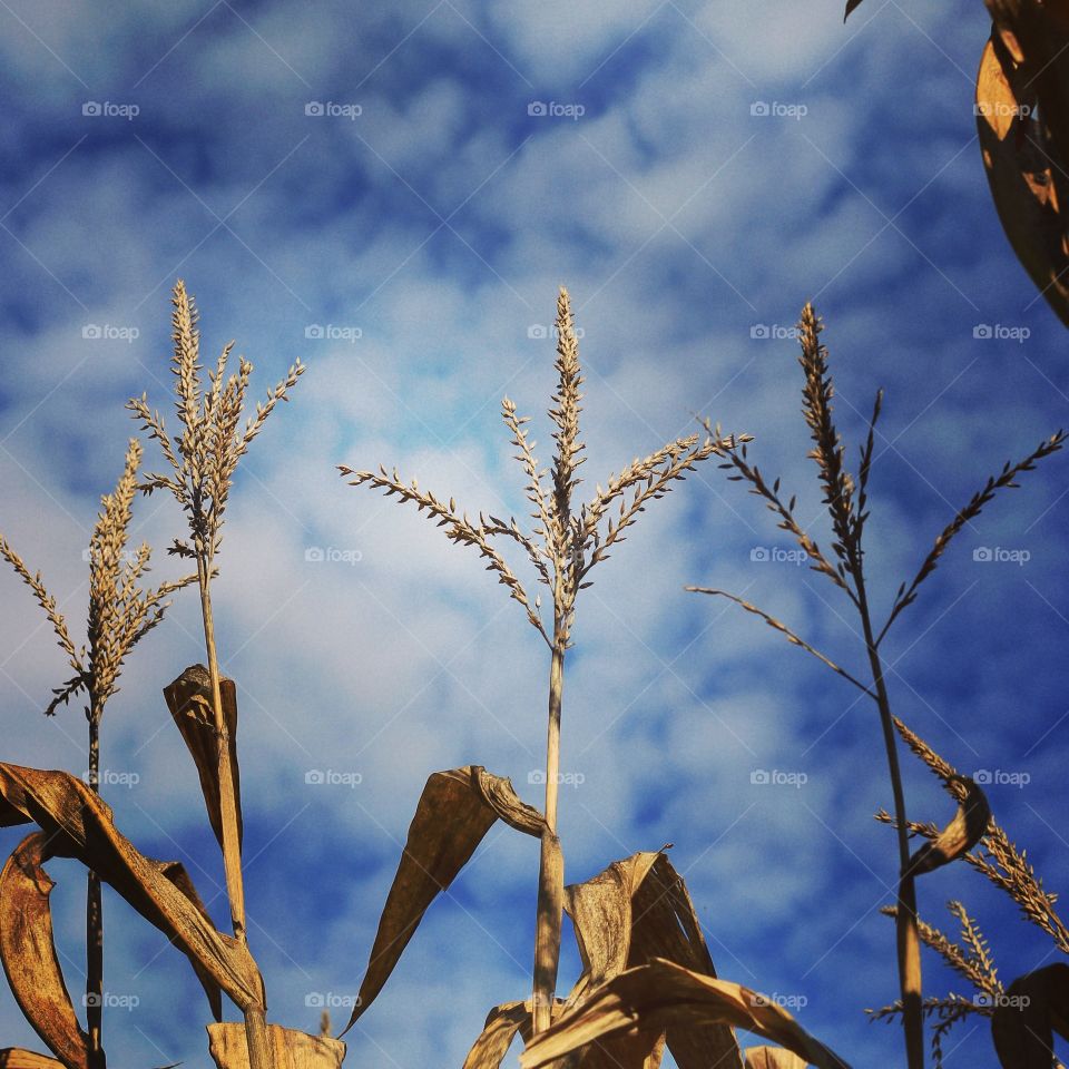 Autumn in Michigan