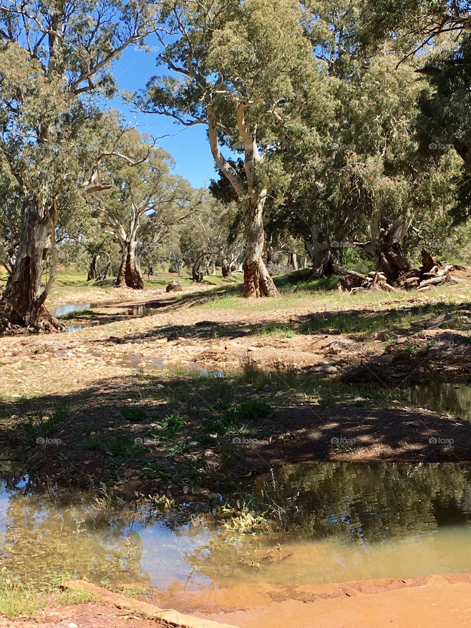 The Australian outback in the Flinders Ranges after a rare rainfall 