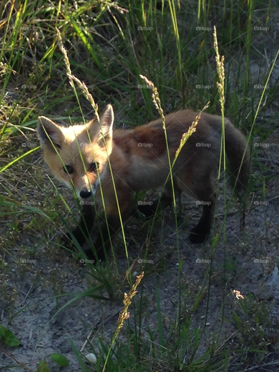 A baby fox on Fire Island.